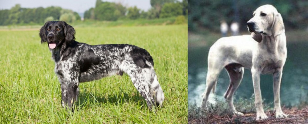 Porcelaine vs Large Munsterlander - Breed Comparison