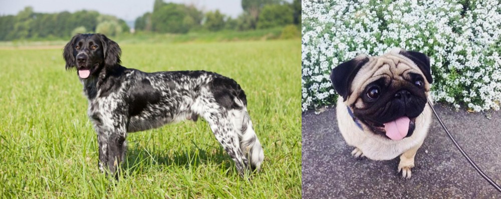Pug vs Large Munsterlander - Breed Comparison