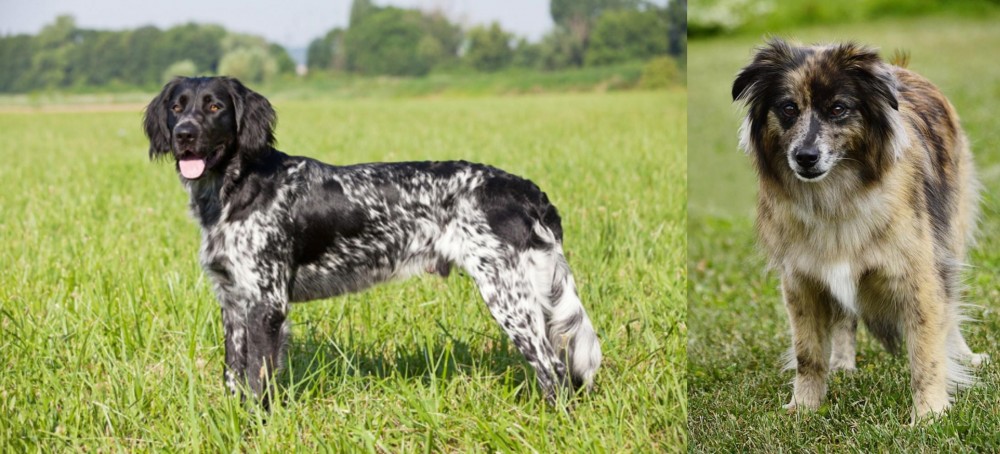 Pyrenean Shepherd vs Large Munsterlander - Breed Comparison