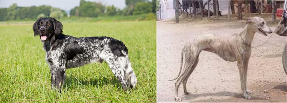 Rampur Greyhound vs Large Munsterlander - Breed Comparison