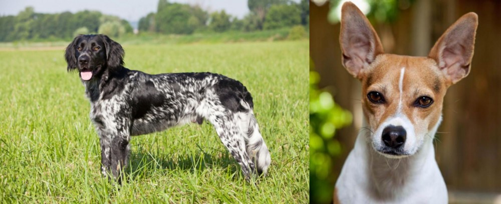 Rat Terrier vs Large Munsterlander - Breed Comparison