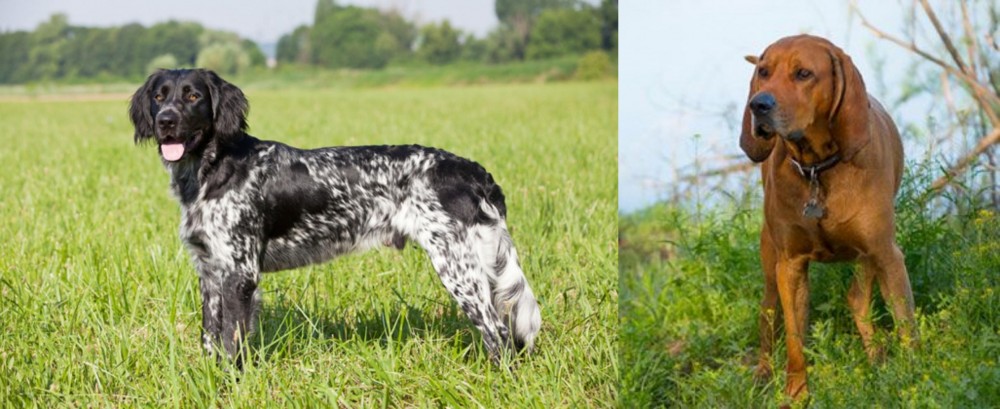 Redbone Coonhound vs Large Munsterlander - Breed Comparison