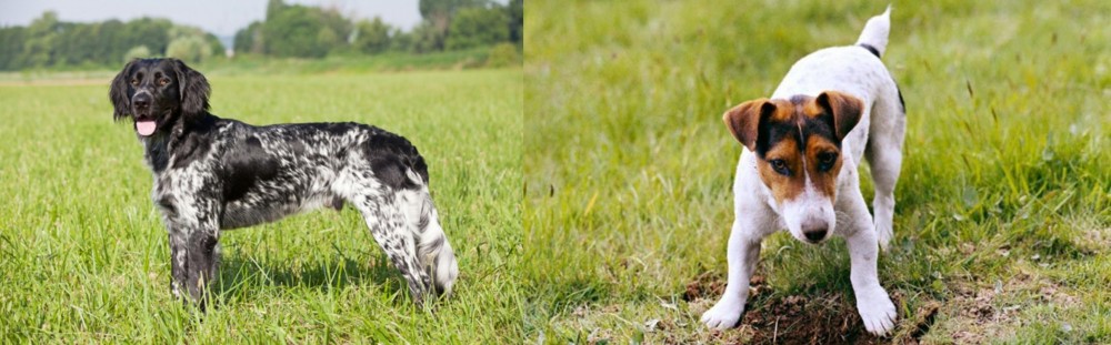 Russell Terrier vs Large Munsterlander - Breed Comparison