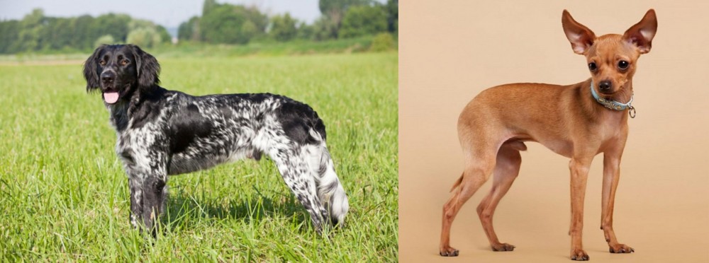 Russian Toy Terrier vs Large Munsterlander - Breed Comparison
