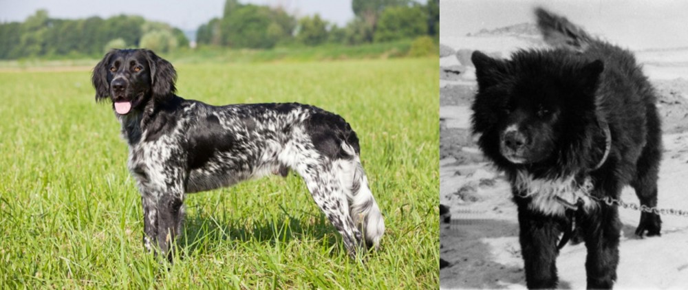 Sakhalin Husky vs Large Munsterlander - Breed Comparison
