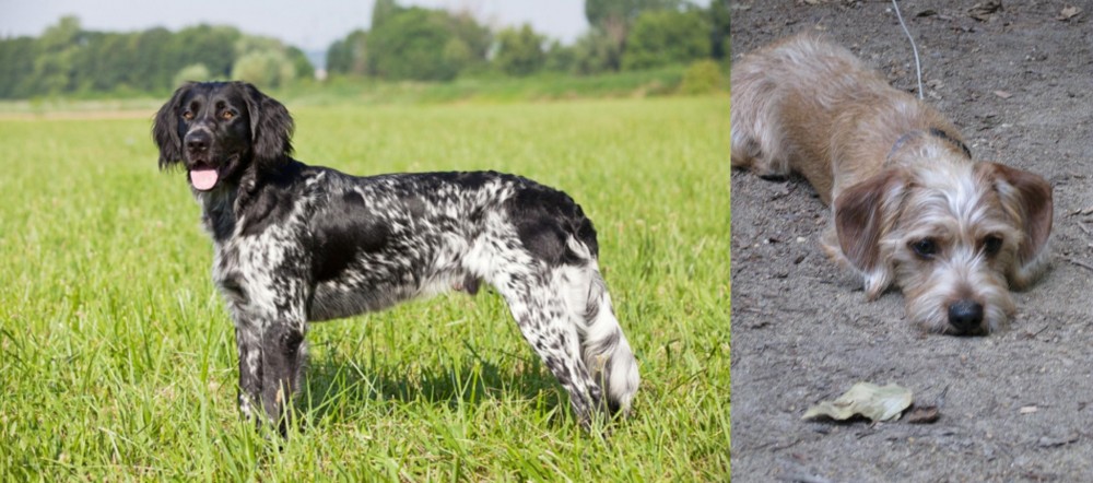 Schweenie vs Large Munsterlander - Breed Comparison