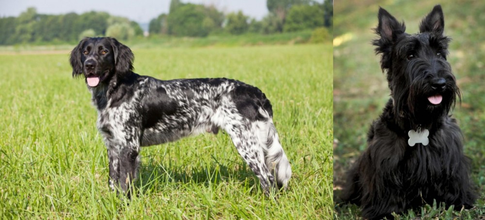 Scoland Terrier vs Large Munsterlander - Breed Comparison