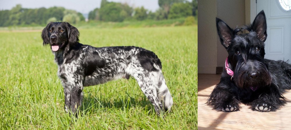 Scottish Terrier vs Large Munsterlander - Breed Comparison