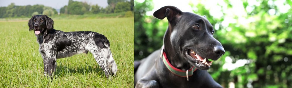 Shepard Labrador vs Large Munsterlander - Breed Comparison