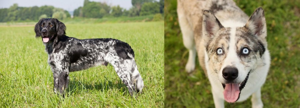 Shepherd Husky vs Large Munsterlander - Breed Comparison