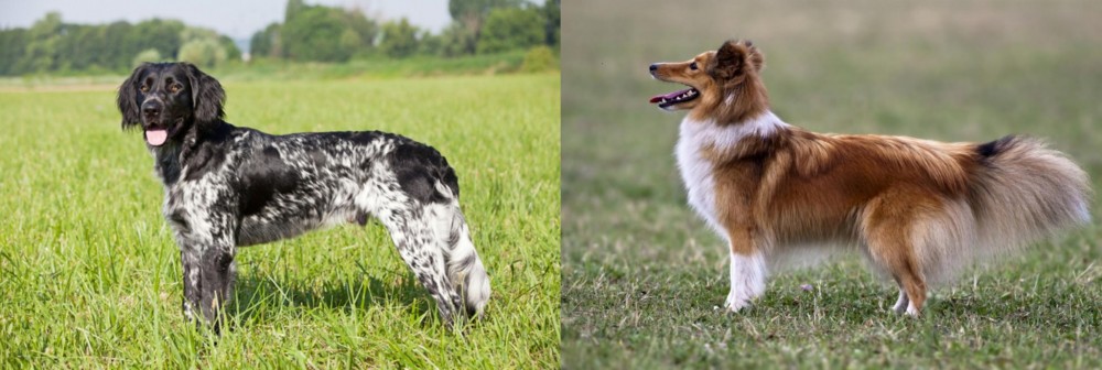 Shetland Sheepdog vs Large Munsterlander - Breed Comparison
