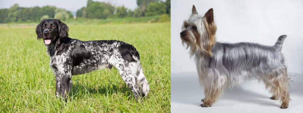 Silky Terrier vs Large Munsterlander - Breed Comparison