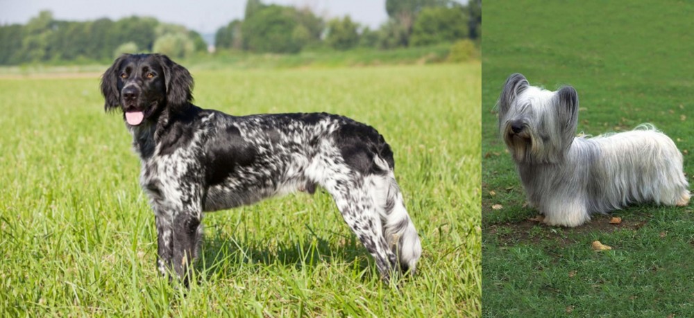 Skye Terrier vs Large Munsterlander - Breed Comparison