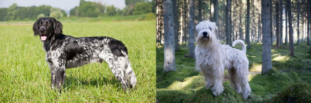 Soft-Coated Wheaten Terrier vs Large Munsterlander - Breed Comparison