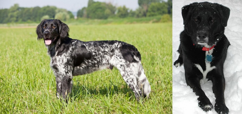 St. John's Water Dog vs Large Munsterlander - Breed Comparison