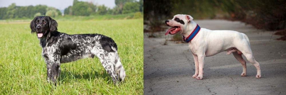 Staffordshire Bull Terrier vs Large Munsterlander - Breed Comparison