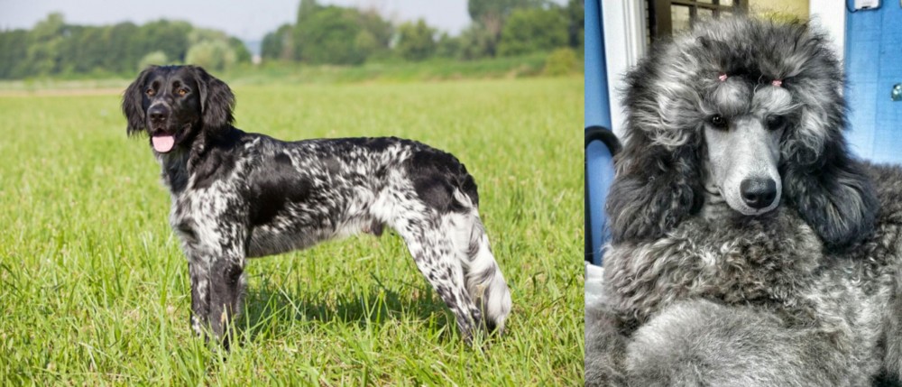 Standard Poodle vs Large Munsterlander - Breed Comparison