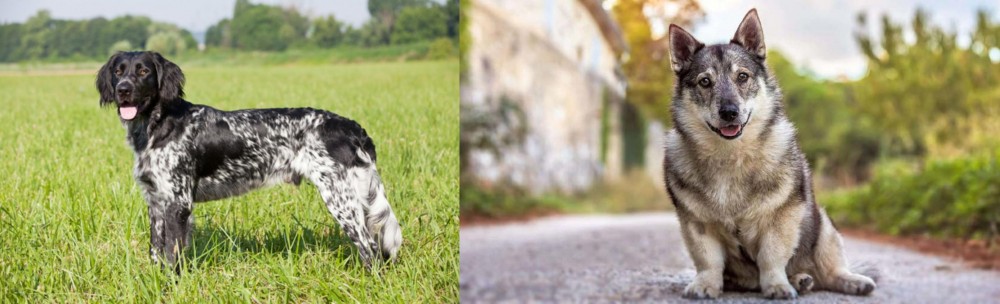 Swedish Vallhund vs Large Munsterlander - Breed Comparison