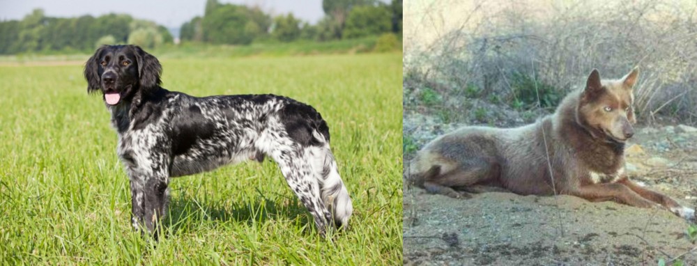 Tahltan Bear Dog vs Large Munsterlander - Breed Comparison