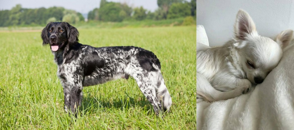 Tea Cup Chihuahua vs Large Munsterlander - Breed Comparison