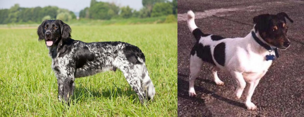 Teddy Roosevelt Terrier vs Large Munsterlander - Breed Comparison