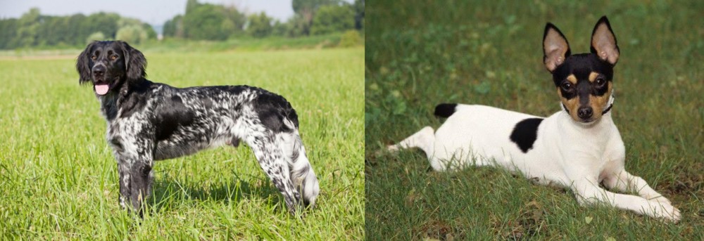Toy Fox Terrier vs Large Munsterlander - Breed Comparison