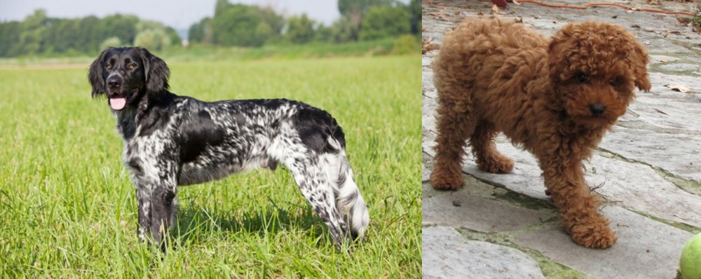 Toy Poodle vs Large Munsterlander - Breed Comparison