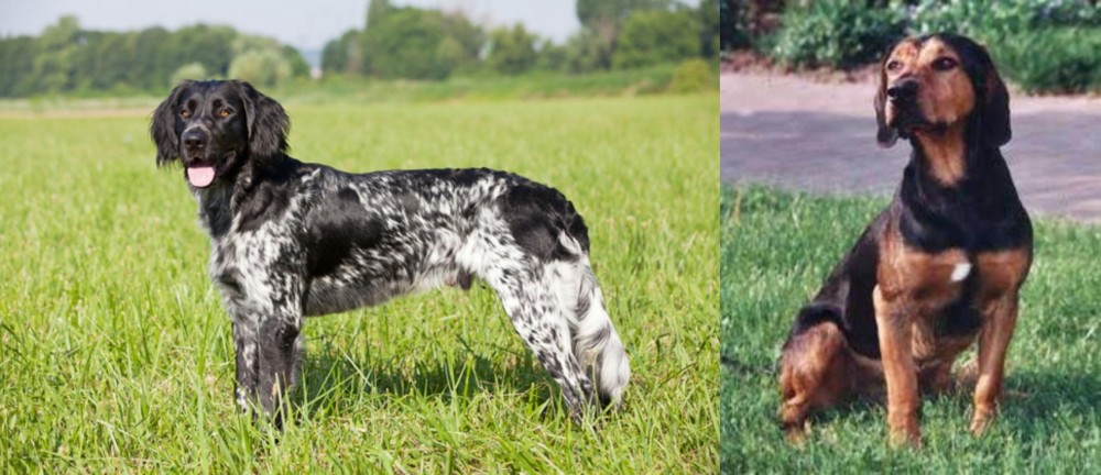 Tyrolean Hound vs Large Munsterlander - Breed Comparison