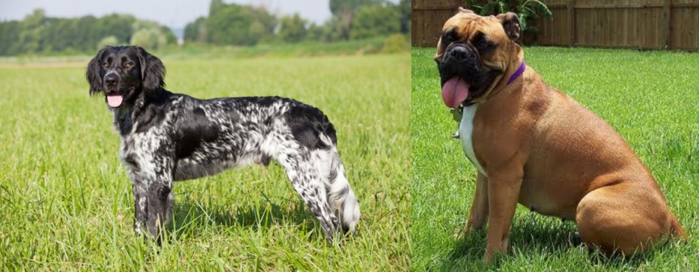 Valley Bulldog vs Large Munsterlander - Breed Comparison