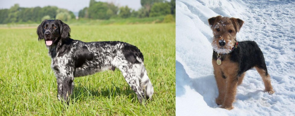 Welsh Terrier vs Large Munsterlander - Breed Comparison