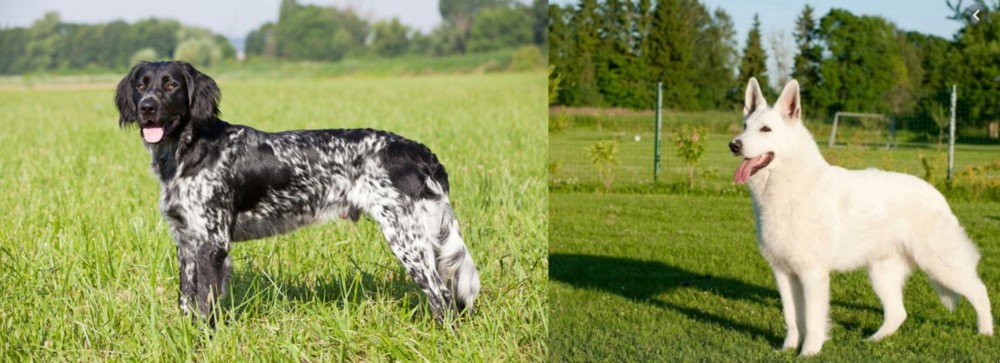 White Shepherd vs Large Munsterlander - Breed Comparison