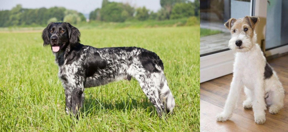 Wire Fox Terrier vs Large Munsterlander - Breed Comparison