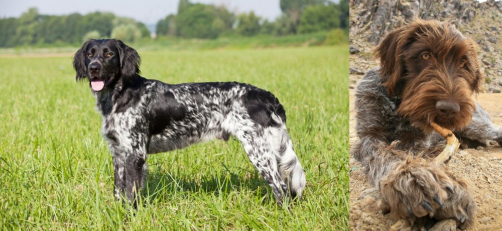 Wirehaired Pointing Griffon vs Large Munsterlander - Breed Comparison