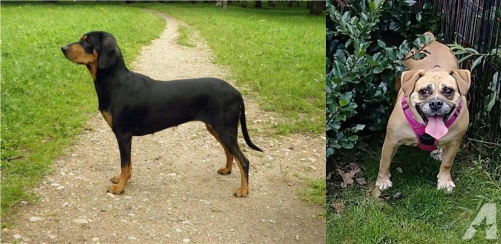 Beabull vs Latvian Hound - Breed Comparison