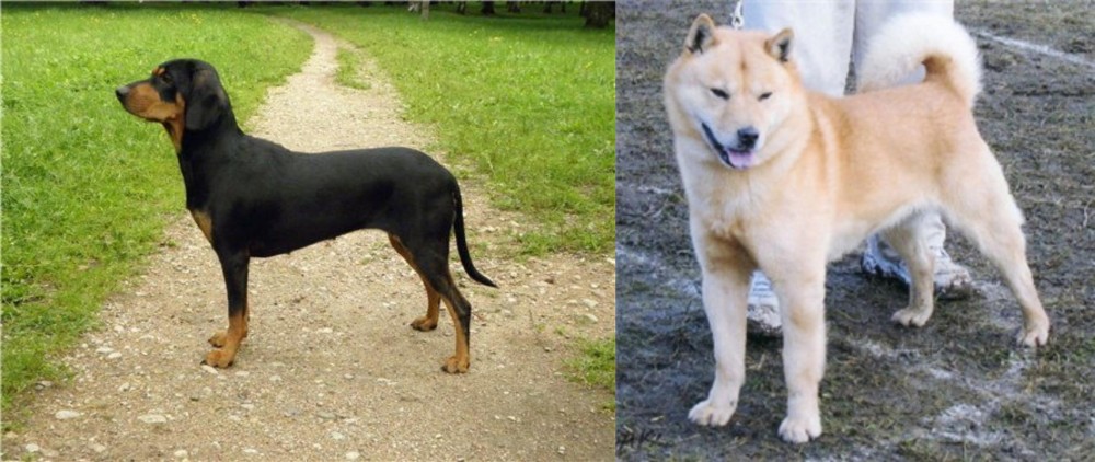 Hokkaido vs Latvian Hound - Breed Comparison