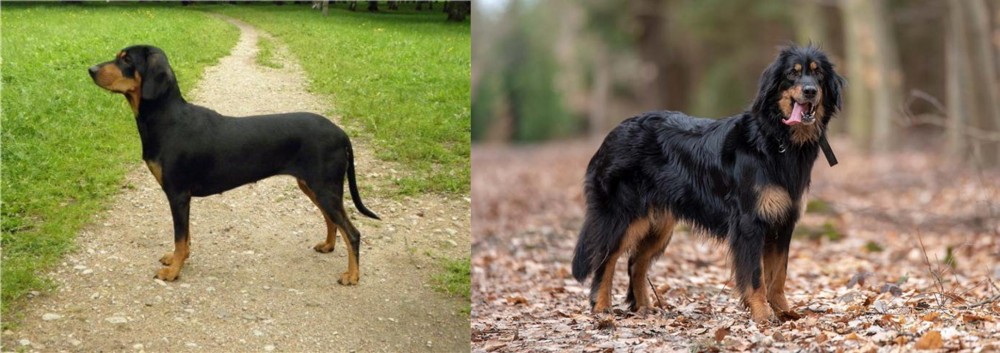 Hovawart vs Latvian Hound - Breed Comparison