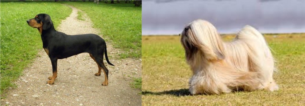 Lhasa Apso vs Latvian Hound - Breed Comparison