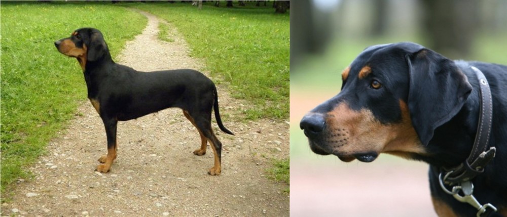 Lithuanian Hound vs Latvian Hound - Breed Comparison
