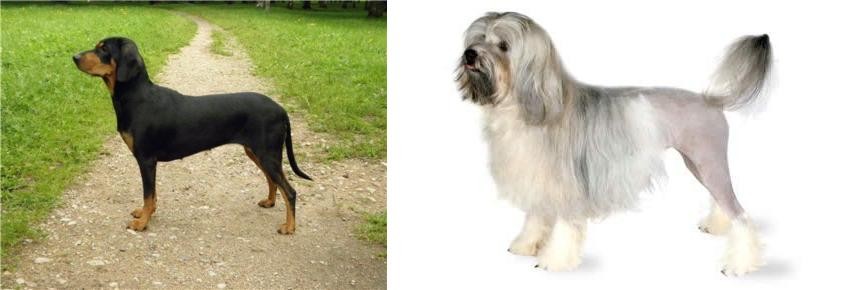 Lowchen vs Latvian Hound - Breed Comparison