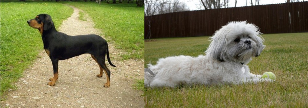 Mal-Shi vs Latvian Hound - Breed Comparison