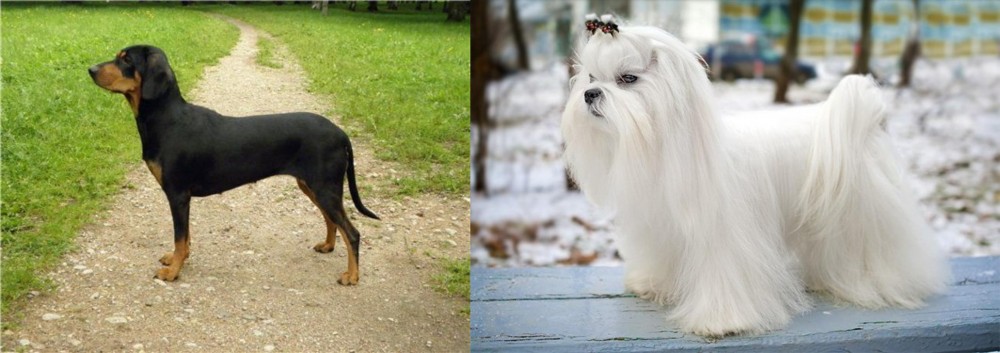 Maltese vs Latvian Hound - Breed Comparison