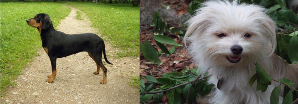 Malti-Pom vs Latvian Hound - Breed Comparison