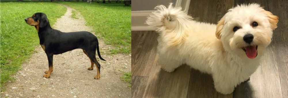 Maltipoo vs Latvian Hound - Breed Comparison