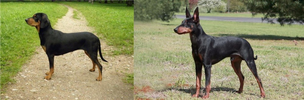 Manchester Terrier vs Latvian Hound - Breed Comparison