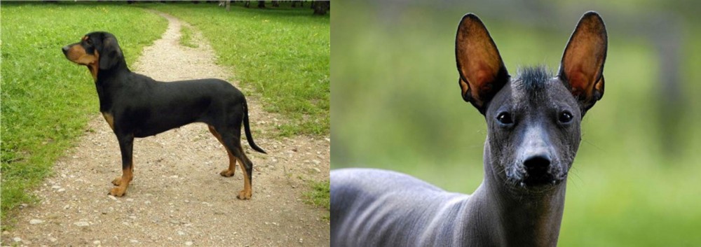 Mexican Hairless vs Latvian Hound - Breed Comparison