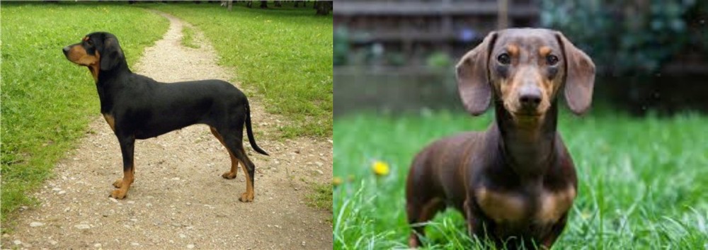 Miniature Dachshund vs Latvian Hound - Breed Comparison