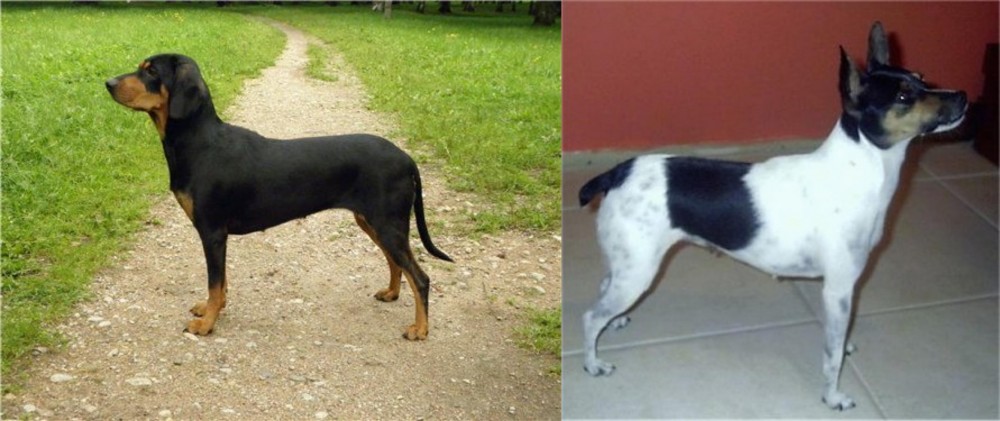 Miniature Fox Terrier vs Latvian Hound - Breed Comparison