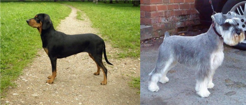Miniature Schnauzer vs Latvian Hound - Breed Comparison
