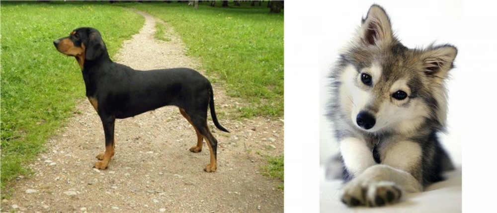 Miniature Siberian Husky vs Latvian Hound - Breed Comparison