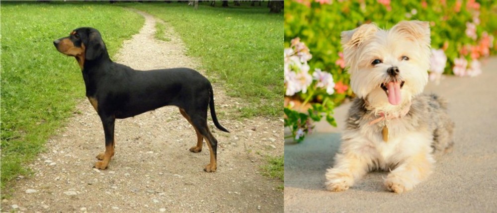 Morkie vs Latvian Hound - Breed Comparison